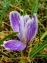 Flower saffron (Crocus).