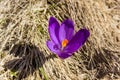 Flower of saffron