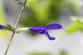 Flower of the sage Salvia janthina Royalty Free Stock Photo