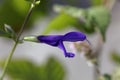 Flower of the sage Salvia janthina Royalty Free Stock Photo