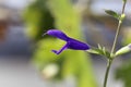 Flower of the sage Salvia janthina Royalty Free Stock Photo