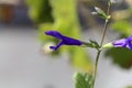 Flower of the sage Salvia janthina Royalty Free Stock Photo