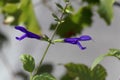 Flower of the sage Salvia janthina Royalty Free Stock Photo