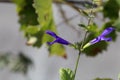 Flower of the sage Salvia janthina Royalty Free Stock Photo