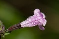 Flower of sage Salvia officinalis covered of dew drops.