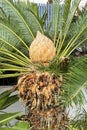 Flower of the Sago Palm or Cycad Royalty Free Stock Photo