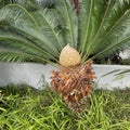 Flower of the Sago Palm or Cycad Royalty Free Stock Photo