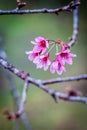 Flower Sakura Thailand