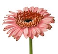 Flower salmon red gerbera isolated on a white background. Close-up. Royalty Free Stock Photo