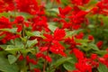 Flower Salvia splendens red