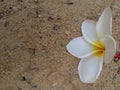 Flower on sand background