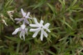 Flower of a sand phlox, Phlox bifida Royalty Free Stock Photo