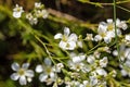 Flower of the sandwort, Minuartia juniperina Royalty Free Stock Photo