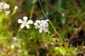 Flower of the sandwort, Minuartia juniperina Royalty Free Stock Photo