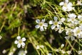 Flower of the sandwort, Minuartia juniperina Royalty Free Stock Photo