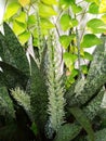 Flower of sansevieria trifasciata prain plant