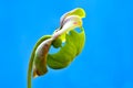 Flower of Sarracenia (Pitcher Plant) after pollina