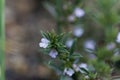 Flower of the Savory Satureja spicigera.