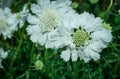 Flower of Scabiosa siamensis, selective focus, green leaf background