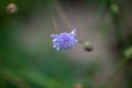 Flower of the scabious Scabiosa canescens Royalty Free Stock Photo