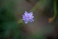 Flower of the scabious Scabiosa canescens Royalty Free Stock Photo
