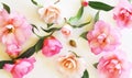 Flower scape of pink camelias on offwhite background Royalty Free Stock Photo