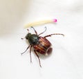 Flower scarab or flower chafer beetle. It visits flowers for pollen and nectar, or to browse on the petals, isolated on white Royalty Free Stock Photo