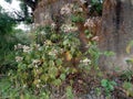 Flower scenery in village area river side in India