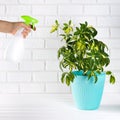 Flower schefflera in pot on white bricks wall background. Hand with spray, irrigation. Royalty Free Stock Photo