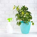 Flower schefflera in pot on white bricks wall background. Sray with water Royalty Free Stock Photo