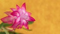 The flower schlumbergera is a close-up on a blurred yellow background