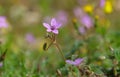 Common storksbill Royalty Free Stock Photo