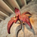 Flower Sculpture at the Cascade Complex in Yerevan, Armenia, taken in April 2019rn` taken in hdr