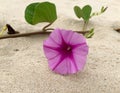 Flower of sea bindweed Royalty Free Stock Photo