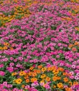 Flower sea colorful flowerbed Royalty Free Stock Photo