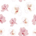 Flower seamless pattern with beautiful pink and white alstroemeria lily flowers on white background template. Royalty Free Stock Photo