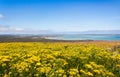 Flower season with ocean view in South Africa Royalty Free Stock Photo