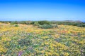 Flower season at West Coast National Park Royalty Free Stock Photo