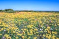 Flower season at West Coast National Park Royalty Free Stock Photo