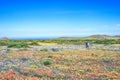 Flower season at West Coast National Park Royalty Free Stock Photo