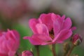 Sea lavender-flower and seedling industry Royalty Free Stock Photo