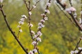 Pink peach and plum blossom-flower and seedling industry Royalty Free Stock Photo