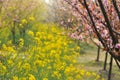 Pink peach and plum blossom-flower and seedling industry Royalty Free Stock Photo