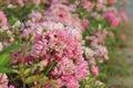 Sea lavender-flower and seedling industry Royalty Free Stock Photo