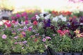 Flower seedling in special containers at flowers market Royalty Free Stock Photo
