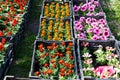 Flower seedlings of colorful petunia and other flowers in black boxes stand on the ground for potting. Spring potting, nature Royalty Free Stock Photo