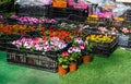 Flower seedlings of colorful petunia and other flowers in black boxes stand on the ground for potting. Spring potting, nature Royalty Free Stock Photo