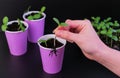 Flower seedlings in paper glasses. Seedlings of cucumber. A pot with a young sprout of cucumber in a female hand.