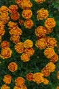 Flower seedlings in pots at the farmers market.Orange marigolds Royalty Free Stock Photo