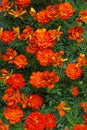 Flower seedlings in pots at the farmers market.Red-orange marigolds Royalty Free Stock Photo